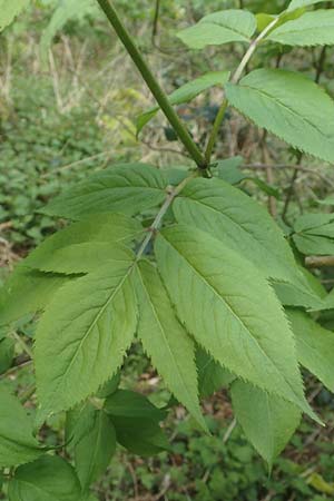 Sambucus racemosa \ Roter Holunder, Trauben-Holunder / Red-Berried Elder, D Odenwald, Breuberg 28.4.2016