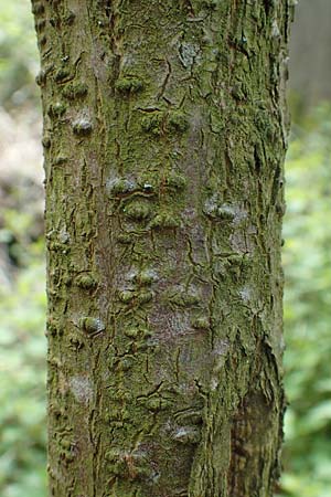 Sambucus racemosa \ Roter Holunder, Trauben-Holunder / Red-Berried Elder, D Odenwald, Breuberg 28.4.2016