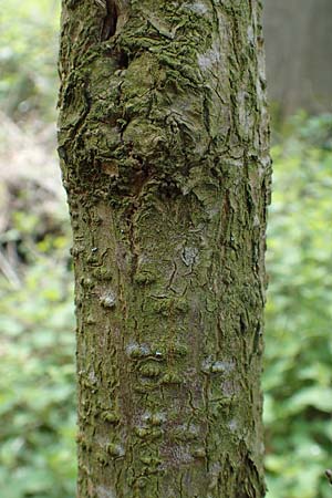 Sambucus racemosa \ Roter Holunder, Trauben-Holunder / Red-Berried Elder, D Odenwald, Breuberg 28.4.2016