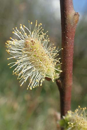 Salix repens \ Kriech-Weide / Creeping Willow, D Leutkirch 7.5.2016