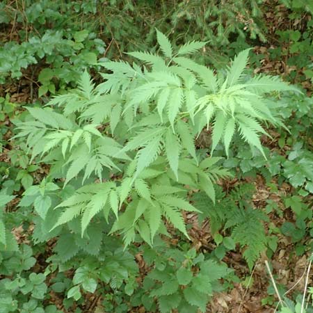 Sambucus racemosa forma laciniata \ Schlitzbl&auml;ttriger Roter Holunder / Cutleaf Red-Berried Elder, D Odenwald, Breuberg 11.6.2016