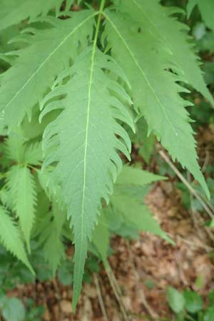 Sambucus racemosa forma laciniata \ Schlitzbl&auml;ttriger Roter Holunder / Cutleaf Red-Berried Elder, D Odenwald, Breuberg 11.6.2016