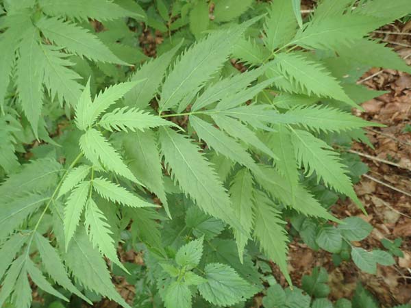 Sambucus racemosa forma laciniata \ Schlitzbl&auml;ttriger Roter Holunder / Cutleaf Red-Berried Elder, D Odenwald, Breuberg 11.6.2016
