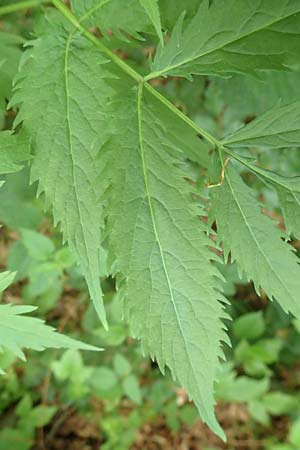 Sambucus racemosa forma laciniata \ Schlitzbl&auml;ttriger Roter Holunder / Cutleaf Red-Berried Elder, D Odenwald, Breuberg 11.6.2016