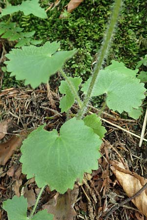 Saxifraga rotundifolia \ Rundbl&auml;ttriger Steinbrech / Round-Leaved Saxifrage, D Pfronten 28.6.2016