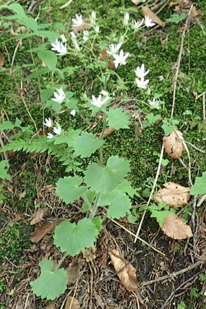 Saxifraga rotundifolia \ Rundbl&auml;ttriger Steinbrech / Round-Leaved Saxifrage, D Pfronten 28.6.2016