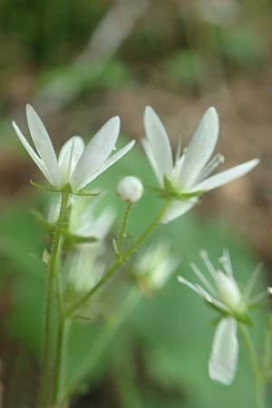 Saxifraga rotundifolia \ Rundbl&auml;ttriger Steinbrech / Round-Leaved Saxifrage, D Pfronten 28.6.2016
