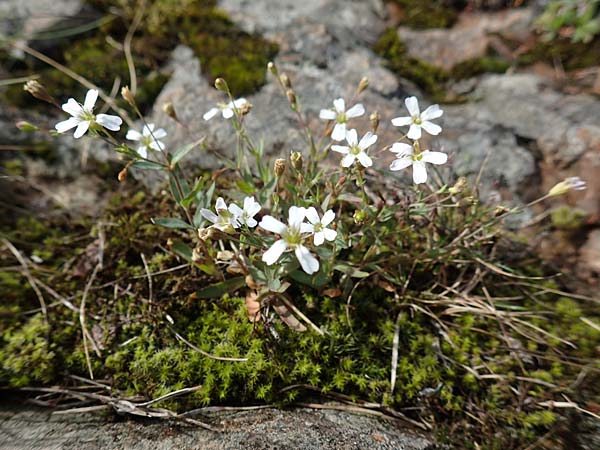 Silene rupestris \ Felsen-Leimkraut / Rock Campion, D Schwarzwald/Black-Forest, Belchen 22.7.2017
