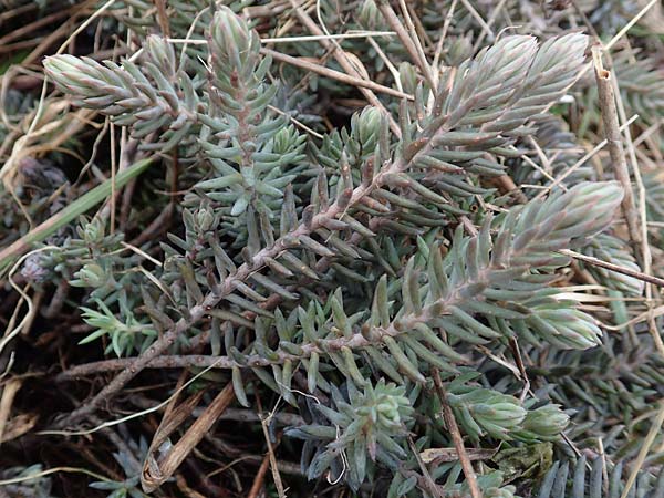 Sedum rupestre \ Felsen-Fetthenne, Tripmadam / Crooked Yellow Stonecrop, Reflexed Stonecrop, D St. Leon - Rot 23.3.2018