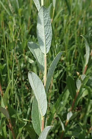 Salix repens \ Kriech-Weide / Creeping Willow, D Pfalz, Speyer 8.6.2018