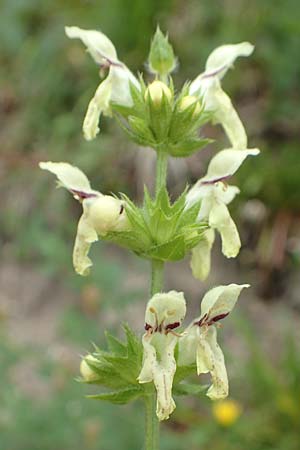 Stachys recta \ Aufrechter Ziest / Yellow Woundwort, D Spaichingen 26.6.2018