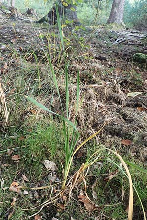 Typha angustifolia \ Schmalbl�ttriger Rohrkolben / Lesser Bulrush, D Odenwald, Reichelsheim 12.10.2018