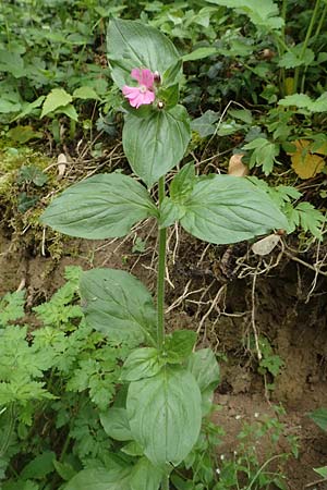 Silene dioica \ Rote Lichtnelke / Red Campion, D Weinheim an der Bergstra&szlig;e 29.4.2019