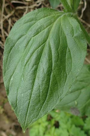 Silene dioica \ Rote Lichtnelke / Red Campion, D Weinheim an der Bergstra&szlig;e 29.4.2019