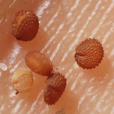 Stellaria ruderalis \ Ruderale Vogelmiere / Ruderal Chickweed, D Viernheim 9.5.2021