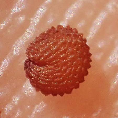 Stellaria ruderalis \ Ruderale Vogelmiere / Ruderal Chickweed, D Viernheim 9.5.2021