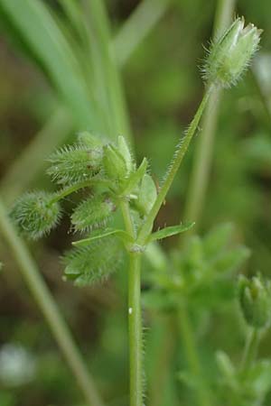 Stellaria ruderalis \ Ruderale Vogelmiere / Ruderal Chickweed, D Viernheim 10.5.2021
