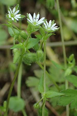 Stellaria ruderalis \ Ruderale Vogelmiere / Ruderal Chickweed, D Viernheim 10.5.2021
