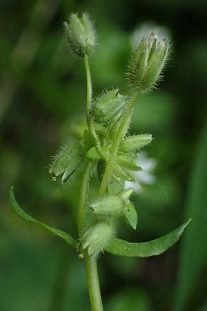 Stellaria ruderalis \ Ruderale Vogelmiere / Ruderal Chickweed, D Viernheim 10.5.2021