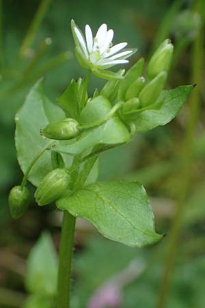 Stellaria ruderalis \ Ruderale Vogelmiere / Ruderal Chickweed, D Viernheim 10.5.2021