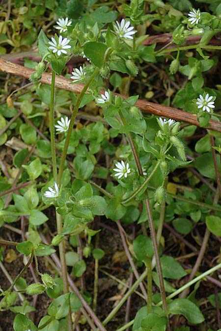 Stellaria ruderalis \ Ruderale Vogelmiere / Ruderal Chickweed, D Viernheim 10.5.2021