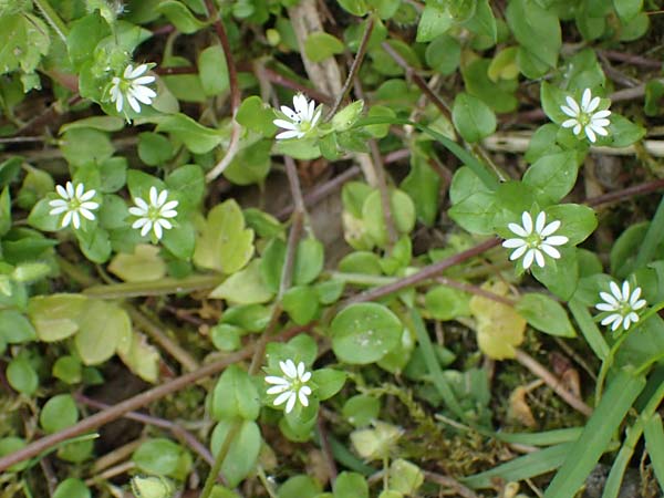 Stellaria ruderalis \ Ruderale Vogelmiere / Ruderal Chickweed, D Viernheim 10.5.2021