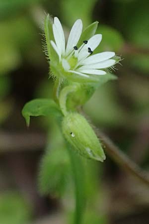 Stellaria ruderalis \ Ruderale Vogelmiere / Ruderal Chickweed, D Viernheim 10.5.2021