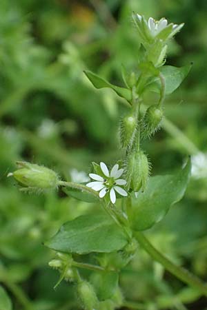 Stellaria ruderalis \ Ruderale Vogelmiere / Ruderal Chickweed, D Viernheim 10.5.2021