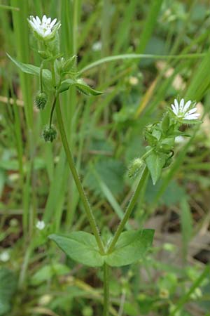 Stellaria ruderalis \ Ruderale Vogelmiere / Ruderal Chickweed, D Viernheim 10.5.2021