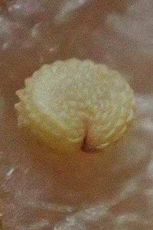 Stellaria ruderalis \ Ruderale Vogelmiere / Ruderal Chickweed, D Viernheim 10.5.2021