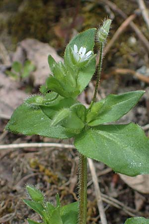 Stellaria ruderalis \ Ruderale Vogelmiere / Ruderal Chickweed, D Viernheim 10.5.2021
