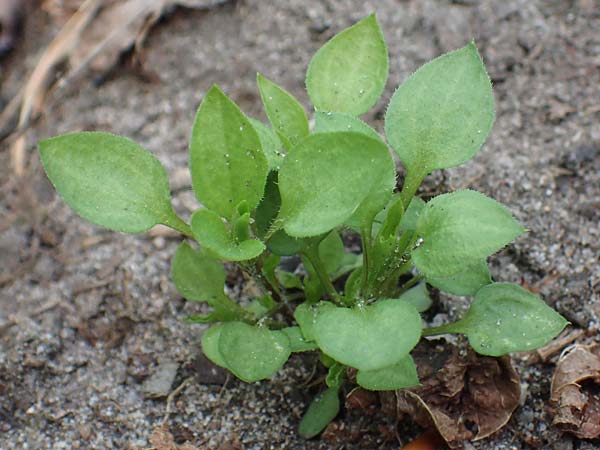 Stellaria ruderalis \ Ruderale Vogelmiere / Ruderal Chickweed, D Viernheim 10.5.2021
