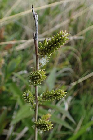 Salix repens, Kriech-Weide