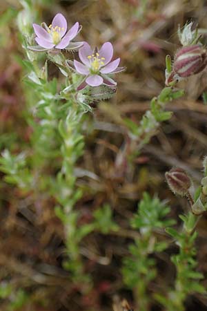 Spergularia rubra \ Rote Schuppenmiere, Roter Sp�rkling / Sea Spurrey, D Hockenheim 8.6.2021