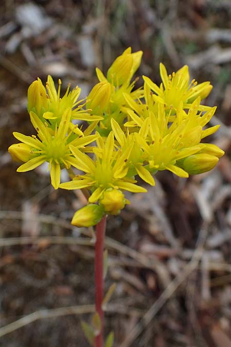 Sedum rupestre \ Felsen-Fetthenne, Tripmadam / Crooked Yellow Stonecrop, Reflexed Stonecrop, D Sandhausen 8.7.2021