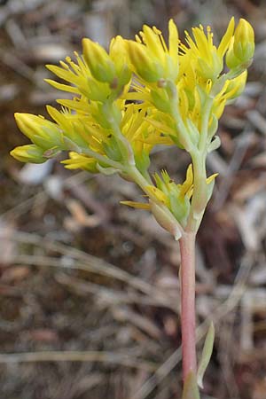 Sedum rupestre \ Felsen-Fetthenne, Tripmadam / Crooked Yellow Stonecrop, Reflexed Stonecrop, D Sandhausen 8.7.2021