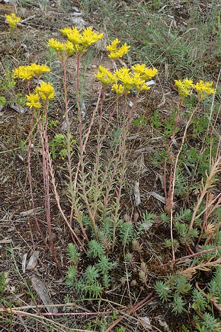Sedum rupestre \ Felsen-Fetthenne, Tripmadam / Crooked Yellow Stonecrop, Reflexed Stonecrop, D Sandhausen 8.7.2021