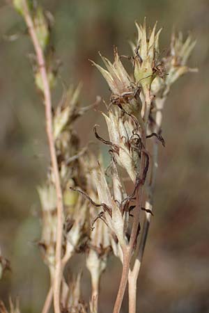 Sedum rupestre \ Felsen-Fetthenne, Tripmadam / Crooked Yellow Stonecrop, Reflexed Stonecrop, D Sandhausen 13.8.2021