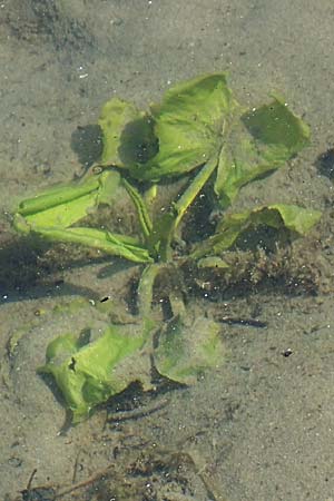Nymphaea alba \ Wei�e Seerose / White Water-Lily, D Viernheim 27.4.2022