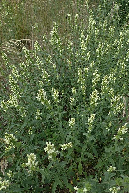 Stachys recta, Aufrechter Ziest