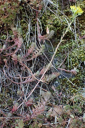 Sedum rupestre \ Felsen-Fetthenne, Tripmadam / Crooked Yellow Stonecrop, Reflexed Stonecrop, D Idar-Oberstein 26.6.2023