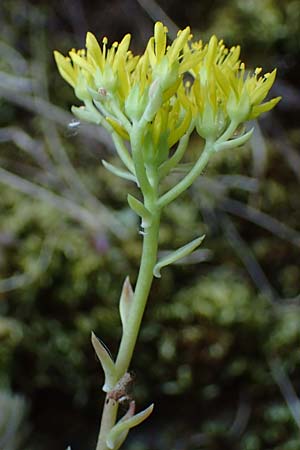 Sedum rupestre \ Felsen-Fetthenne, Tripmadam / Crooked Yellow Stonecrop, Reflexed Stonecrop, D Idar-Oberstein 26.6.2023