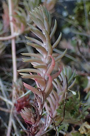 Sedum rupestre \ Felsen-Fetthenne, Tripmadam / Crooked Yellow Stonecrop, Reflexed Stonecrop, D Idar-Oberstein 26.6.2023