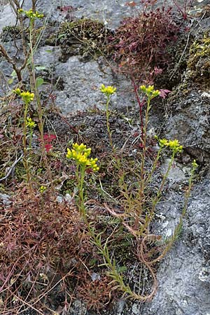 Sedum rupestre \ Felsen-Fetthenne, Tripmadam / Crooked Yellow Stonecrop, Reflexed Stonecrop, D Idar-Oberstein 26.6.2023