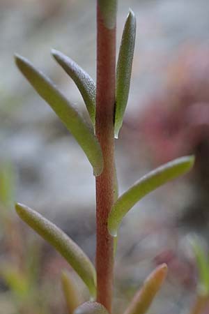 Sedum rupestre \ Felsen-Fetthenne, Tripmadam / Crooked Yellow Stonecrop, Reflexed Stonecrop, D Idar-Oberstein 26.6.2023
