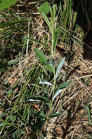 Salix repens \ Kriech-Weide / Creeping Willow, D B&ouml;hl-Iggelheim 2.7.2023