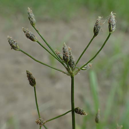 Scirpus radicans \ Wurzelnde Simse / Rooting Club-Rush, D Deggendorf 3.7.2023