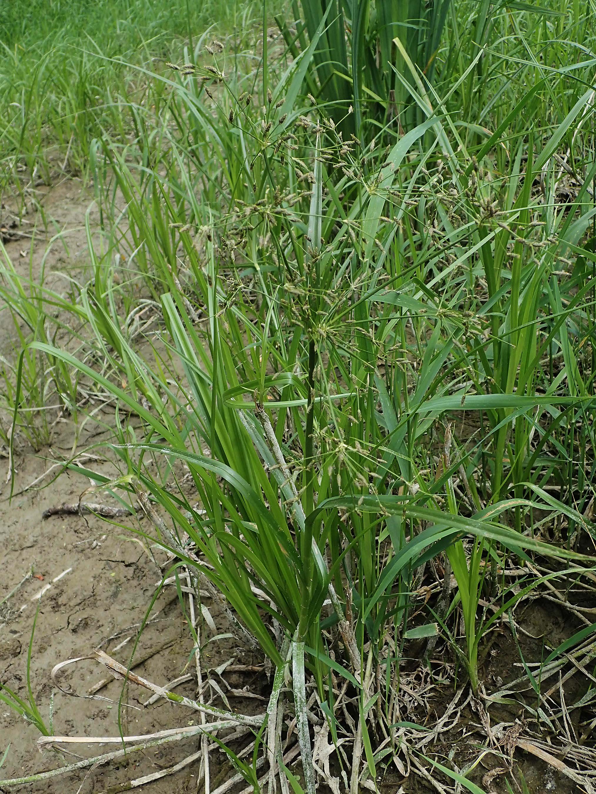 Scirpus radicans \ Wurzelnde Simse / Rooting Club-Rush, D Deggendorf 3.7.2023