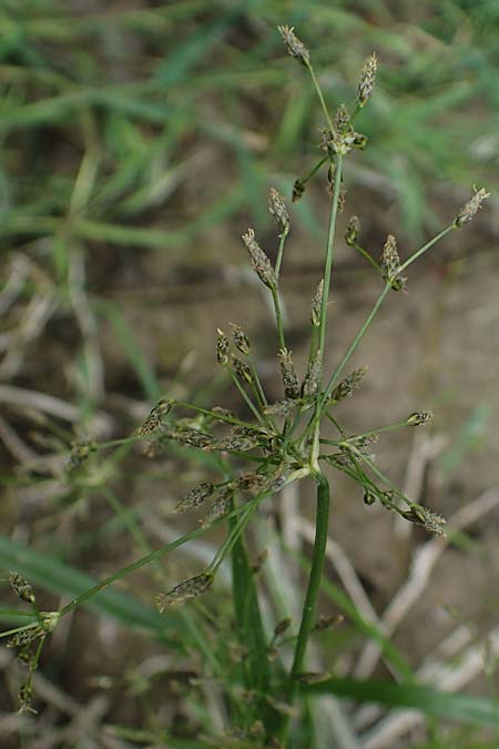 Scirpus radicans \ Wurzelnde Simse / Rooting Club-Rush, D Deggendorf 3.7.2023