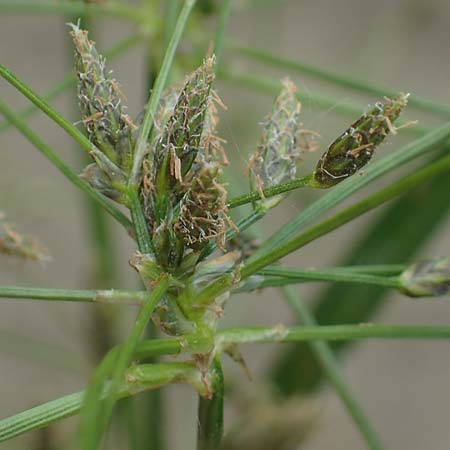 Scirpus radicans \ Wurzelnde Simse / Rooting Club-Rush, D Deggendorf 3.7.2023